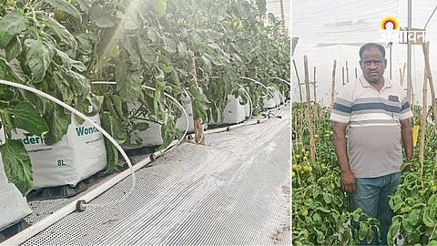 Indoor tomato farming techniques hydroponics