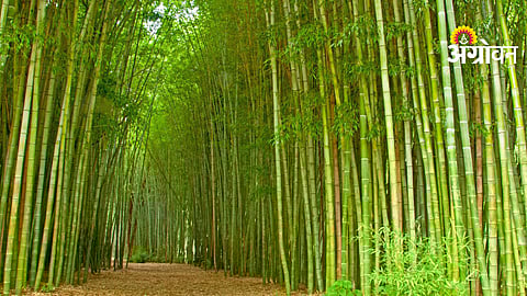 Bamboo Cultivation