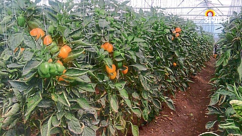 Natural Ventilation Key to Temperature Control in Shade Net Houses