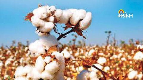 Rising Demand for HTBT Cotton Seeds Worries Traditional Companies