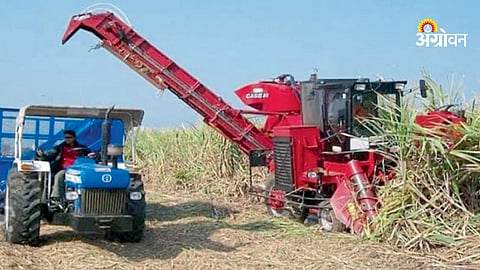 Mechanical Harvesting Boosts Sugarcane Yield and Sugar Recovery