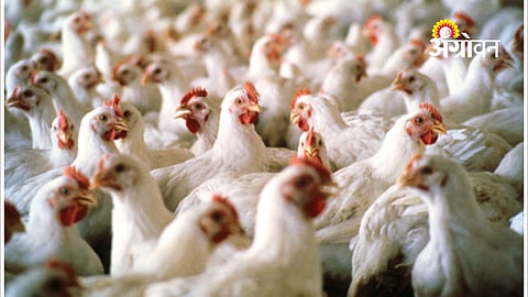 Poultry Industry Seeks GM Soybean Meal Imports Amid Rising Costs