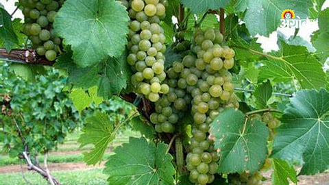 Favorable Weather Expected in Grape Regions This Week