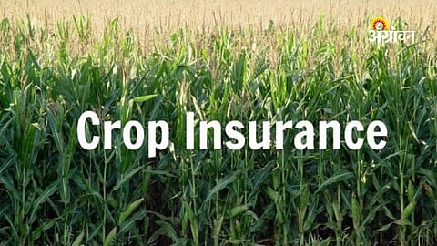 Crop Insurance Compensation Cleared for Dharashiv Farmers