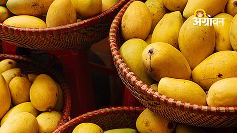 Mango Farmers Criticize Compensation as Inadequate