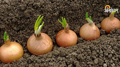 Onion cultivation area increase in Ahilyanagar district