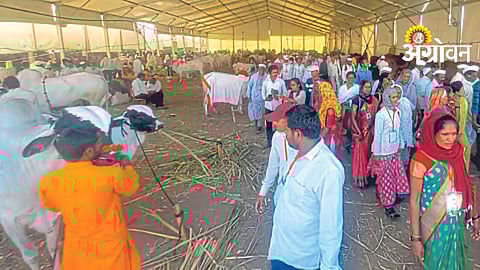 Livestock Exhibition