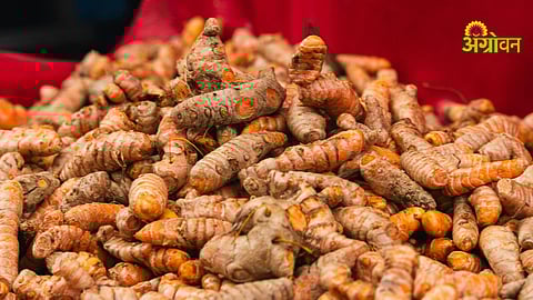 Turmeric production increase in India vs Maharashtra yield drop