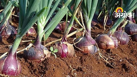 Onion Harvest