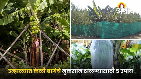 Banana disease prevention summer