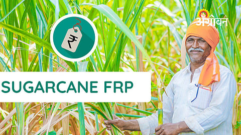₹650 Crore FRP Dues Pending, Sugarcane Farmers in Crisis