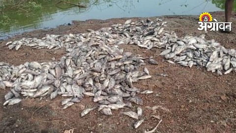 Fisheries Institution Scam