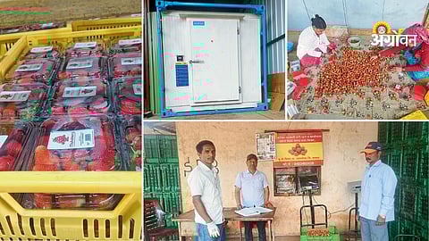 Mahabaleshwar strawberry farming technology improvements