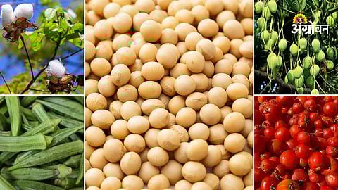 Agri commodity market trends Maharashtra farmers