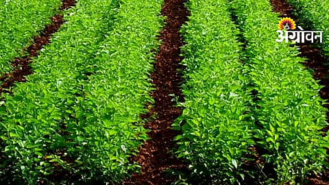 Mulberry Cultivation