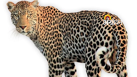 ₹20 Crore Allocated to Tackle Human-Leopard Conflict in Nashik