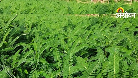 Dhaincha Cultivation