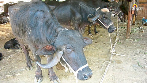 Dengue-Like Disease in Livestock Spreads via Mosquitoes and Midges