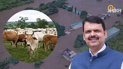 Livestock Compensation