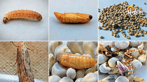 Corcyra moth control in stored grains 