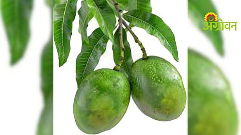 Agriculture Conference: माटुंग्यात हवामान बदल, कृषी, फलोत्पादन, सिंचन, प्रक्रिया परिषद