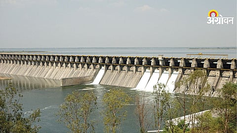 Solapur Water Crisis: उजनी धरणातील पाणीसाठा आला निम्म्यावर