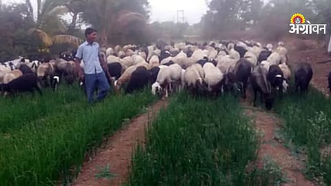 Onion farmer crisis due to low prices and water shortage Maharashtra