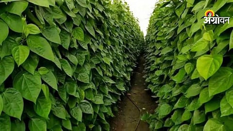 Betel leaf benefits for heart failure treatment