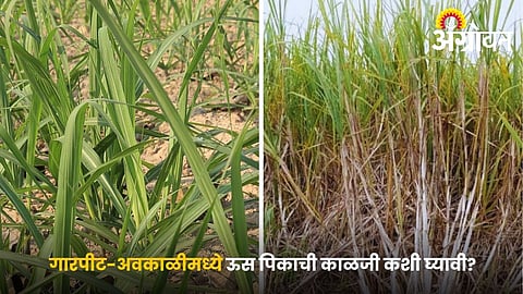 Sugarcane crop care during Unseasonal rain