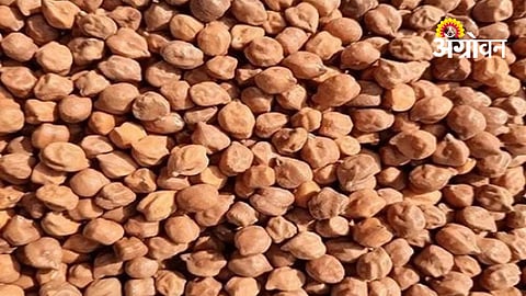 Low Response to MSP Gram Procurement Despite Price Gap