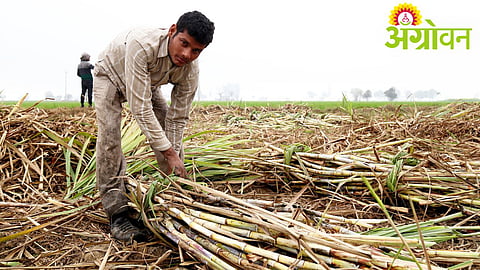 Sugarcane Payment Crisis