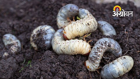 Combo Traps Effective Against White Grub in Sugarcane