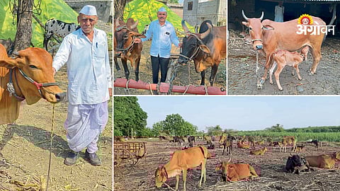 Cow based farming success story Parbhani Maharashtra