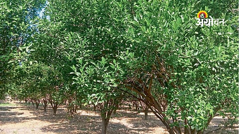 Amravati Farmer Achieves Success in Orange Farming with Smart Planning