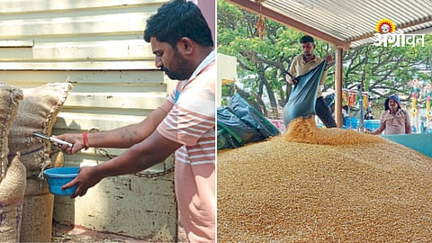 Sangli agri market growth and trade volume