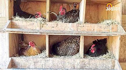 Best Practices for Natural Egg Hatching in Poultry