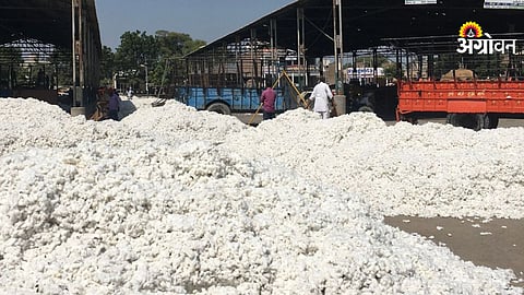 Impact of West Asia war on cotton prices India