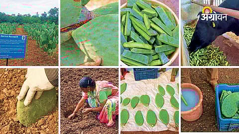 Thornless Cactus: A Solution to Fodder Shortage in India