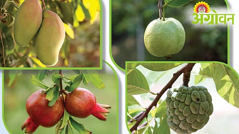 Bhausaheb Fundkar Scheme