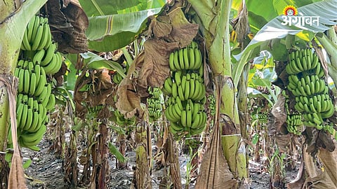Banana Farming with Multi-Crop Strategy Ensures Stable Income