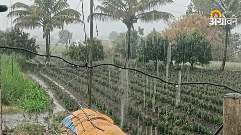 Pre-Monsoon Rain Damages Crops