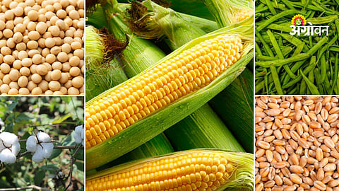 Agriculture commodity market analysis India