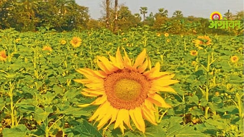 Sunflower Farming