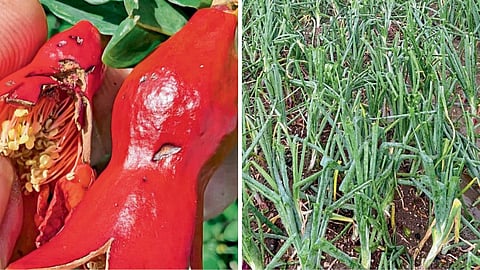 Hailstorm and Stormy Rains Damage Crops in Multiple Talukas