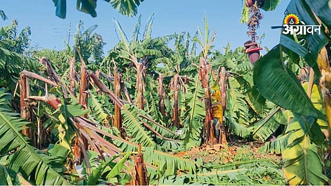 Hailstorm damage to rabi crops in Maharashtra