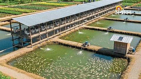 Integrated Fish and Poultry Farming Boosts Double Income