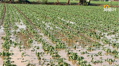 Government relief for hailstorm affected farmers