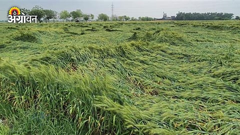 Wheat Crop Damage