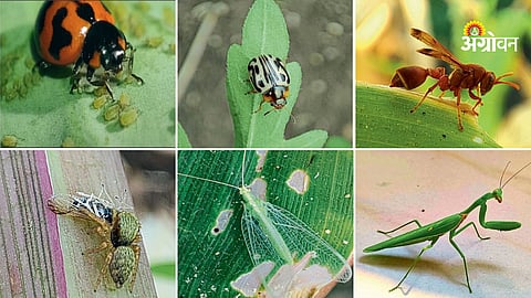 Role of beneficial insects in pest control agriculture