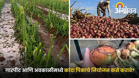 Onion crop management after heavy rain